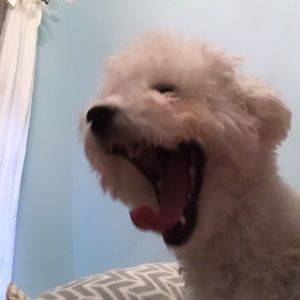 Meet your Posher, Fiona